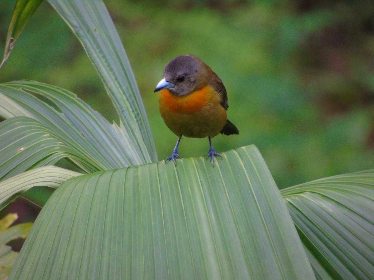 Rio Agujitas Eco Farm And Tours